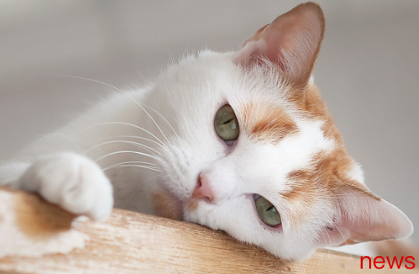 Ten popular cat selection guides: full analysis of personality prices