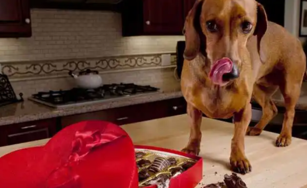 What should I do if a dog accidentally eats chocolate? Come and be prepared for any trouble!