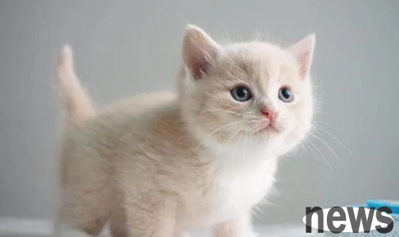Do you know the breed of these kittens?
