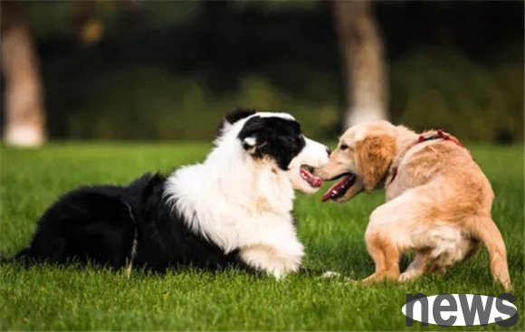 Pet owners cannot do 5 things to their dogs, otherwise they will shorten their lifespan