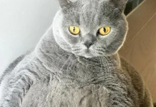 Five types of cats that are recognized as 