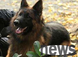 This article tells you how to use the puppy immunity strategy?