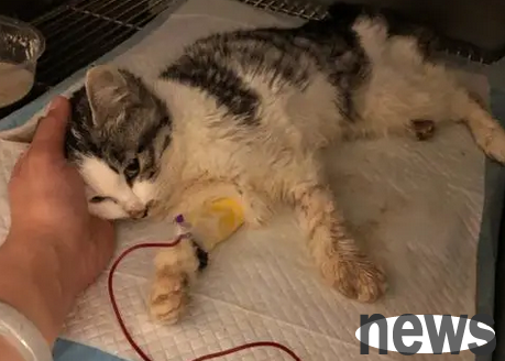 How to tell if it is cat plague or stomach problems? Do you know it?