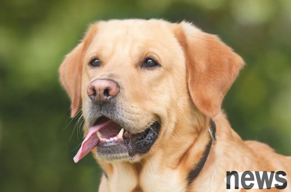 How painful can a dog suffer from pancreatitis? These types of dogs are the most easy to get, be careful!