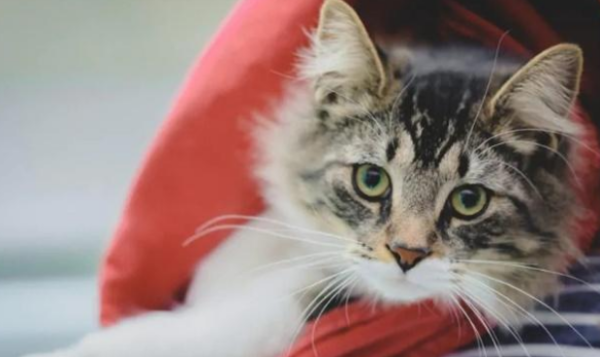 The cat accidentally entered the express box and was discovered by the courier due to urine stains. He finally returned to his owner s arms thousands of miles away.